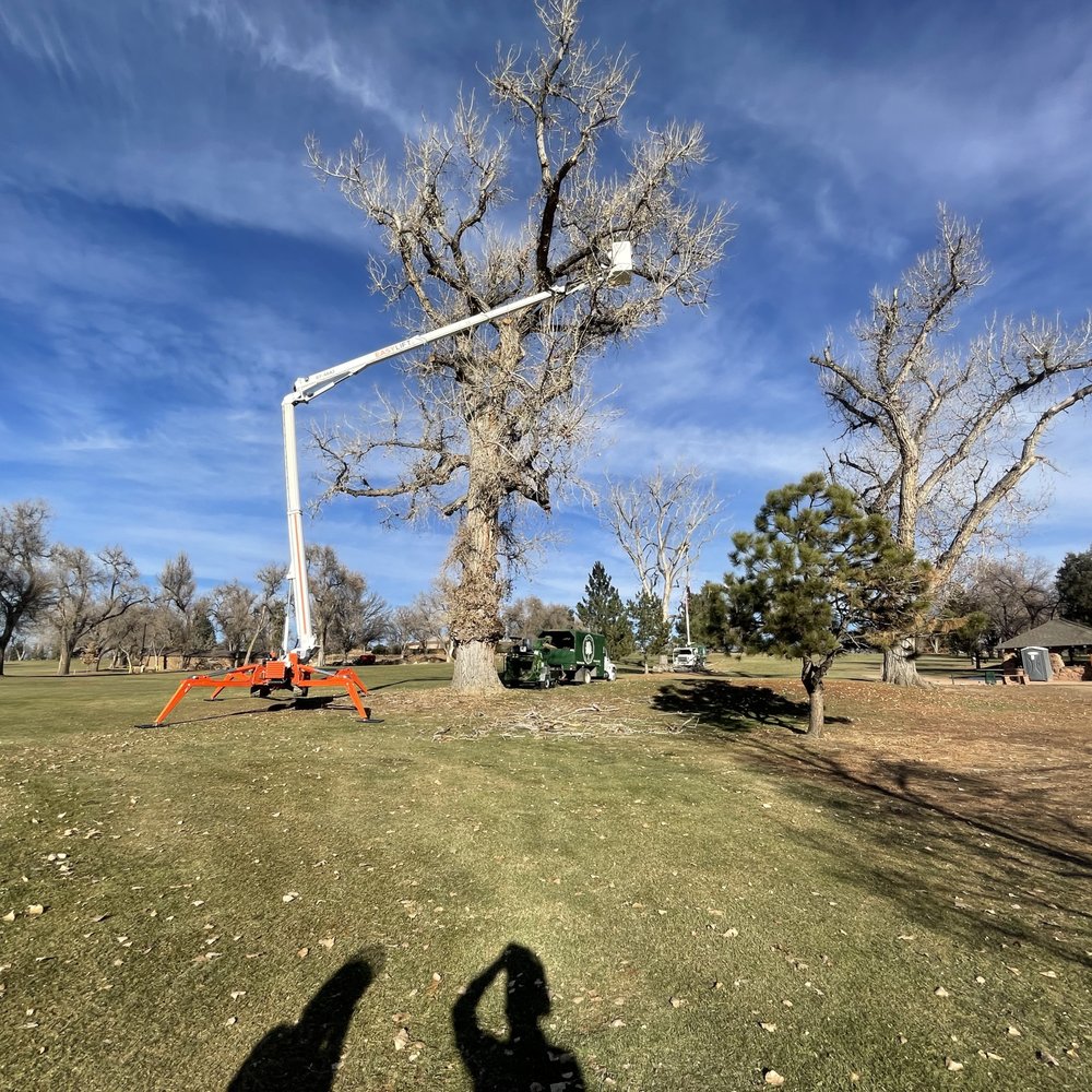 Healthy mature trees in Louisville CO highlighting the strong demand for professional tree service and arborist care